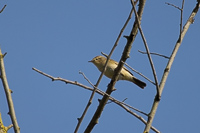 Bird perched on branches against a blue sky